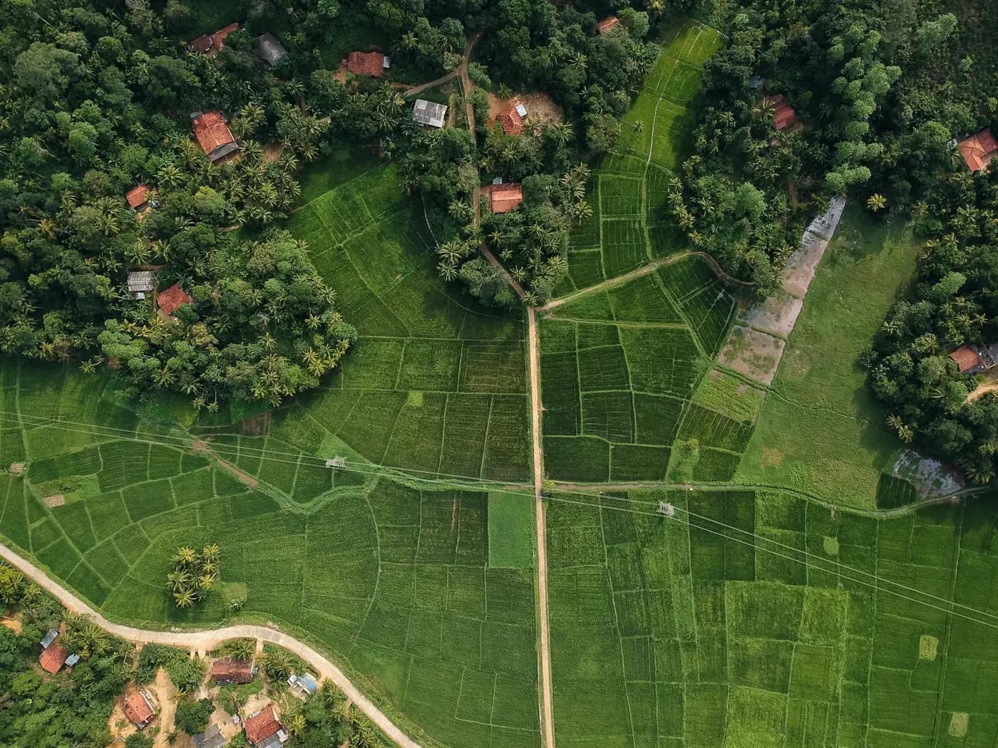 Aerial view of fields divided by tree lines
