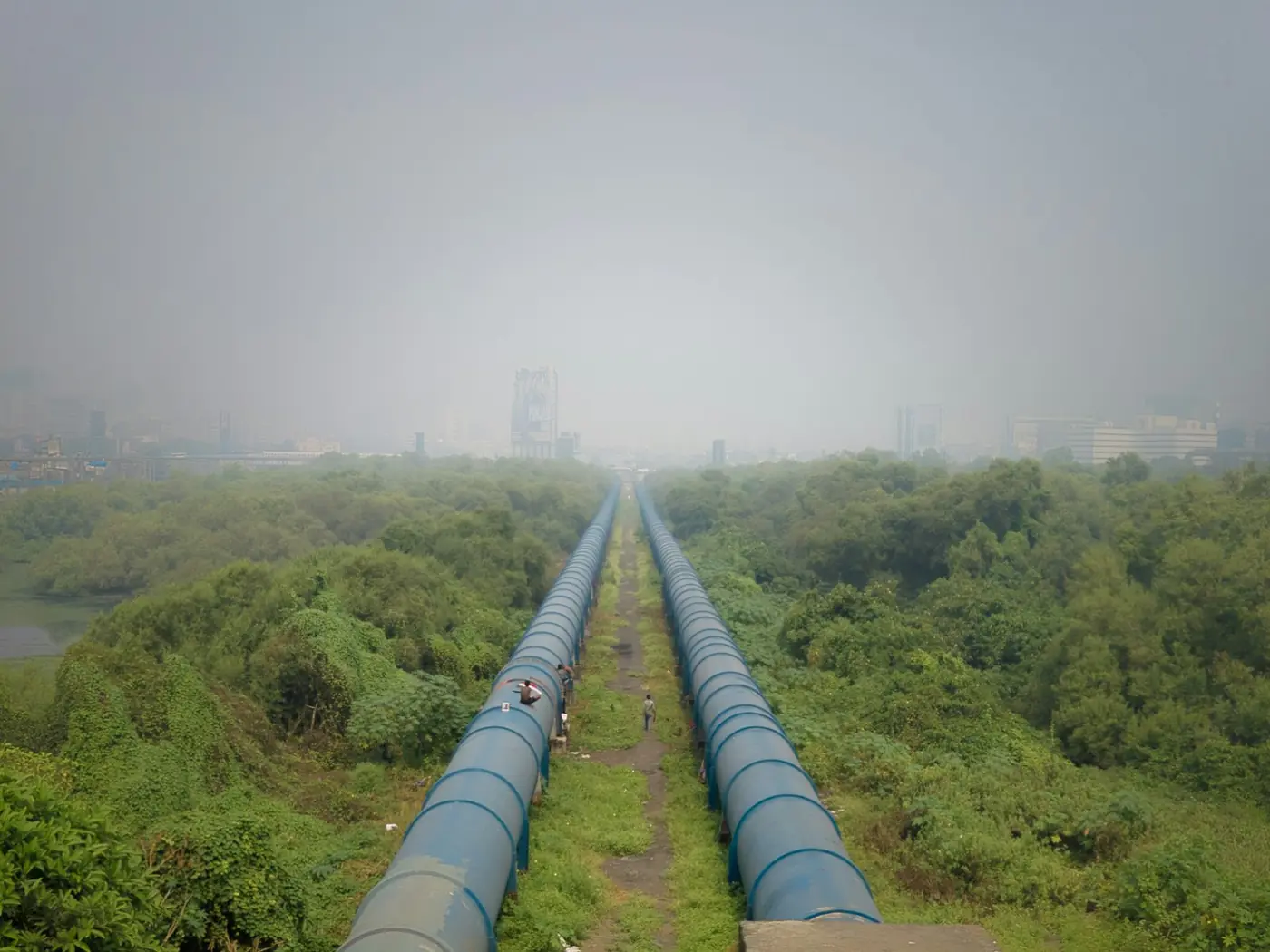 Twin above-ground pipelines running through woodland into mist